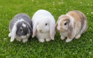 Zwergkaninchen Zwergwidder Kaninchen 