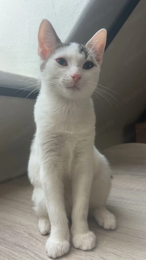 EKH Kitten abzugeben