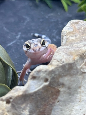 Leopardgecko Kobolde suchen ein zu Hause 0.1