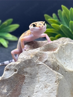 Leopardgecko Kobolde suchen ein zu Hause 0.1