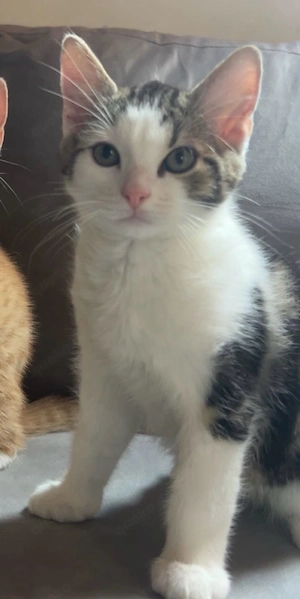 EKH Kater abzugeben
