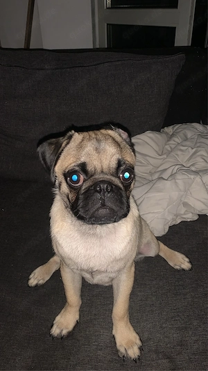 Mops welpe