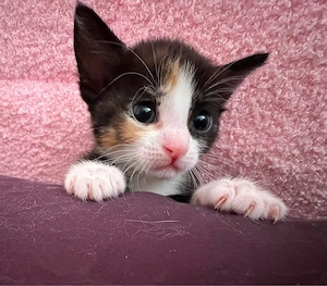 08.07. sind 4 kitten geboren