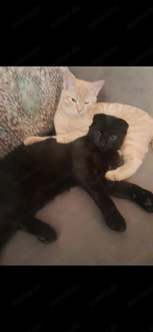 Kater abzugeben 2 Jahre alt
