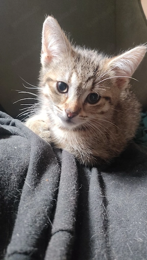 Kitten abzugeben