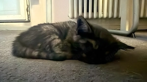 Bkh bengal kitten 