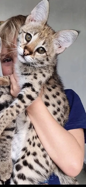 Ein wunderschönes, 12 Wochen altes Savannah-Kätzchen sucht ein neues Zuhause.
