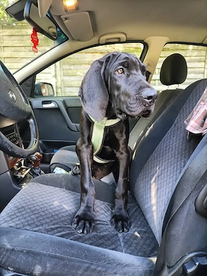 schwarzer deutsche Dogge Rüde 