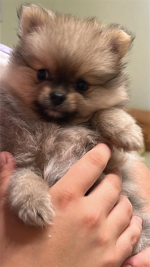 Wir dürfen ausziehen Pomeranian Zwergspitz