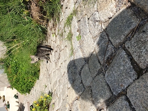 Katzen zu verkaufen 