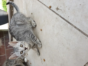 Katzen zu verkaufen 