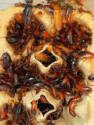 Shelfordella lateralis (Schokoschaben) 