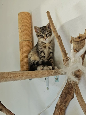 Katzenbabys 