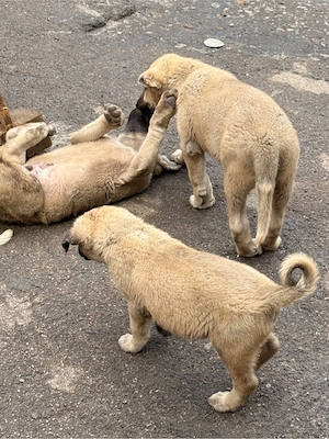 Kangal  Wurf A  Welpen  Bild 6