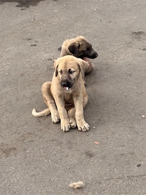 Kangal  Wurf A  Welpen  Bild 3
