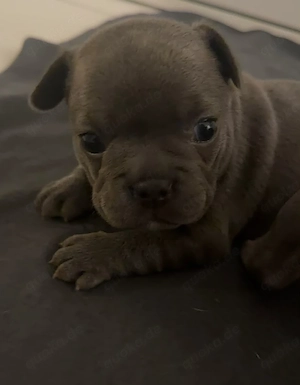 Französische Bulldogge Welpe weiblich mit  Nase Alternative Französische Bulldogge