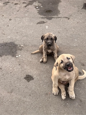 Kangal  Wurf A  Welpen  Bild 4