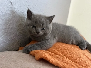 reinrassige BKH Kitten in Blue