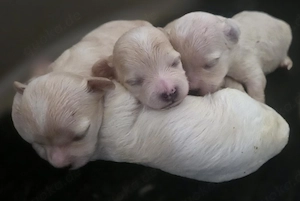 Maltipoo welpen  F1