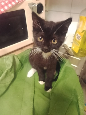 BKH Kitten 