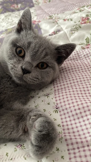 BKH kitten 