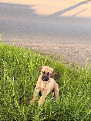Kangal  Wurf A  Welpen  Bild 5