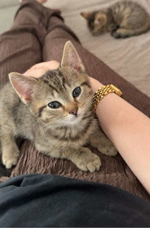 Bkh Mix kitten 