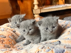 BKH kitten 