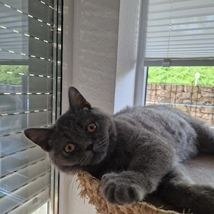 Abgabebereit Reinrassiger BKH Kater