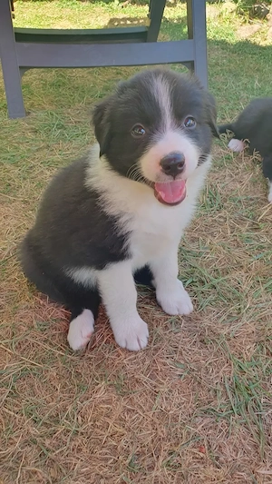 Border Collie Welpen Rüden u. Hündin 