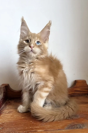 Sanftmütig, liebevoll und voller Persönlichkeit   dieser kleine Schatz ist bereit, der perfekten Fam