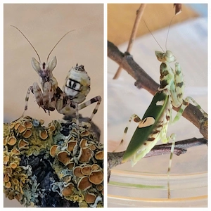 Gottesanbeterin, Mantiden, Creobroter gemmatus 