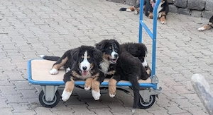 Süße Berner Sennenhundwelpen suchen ein neues Zuhause
