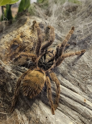 0.1 Neoholothele incei het. Gold