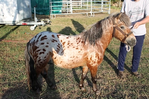  Tigerschecke , Appaloosa, Pony Schecke, Hengst Bild 2