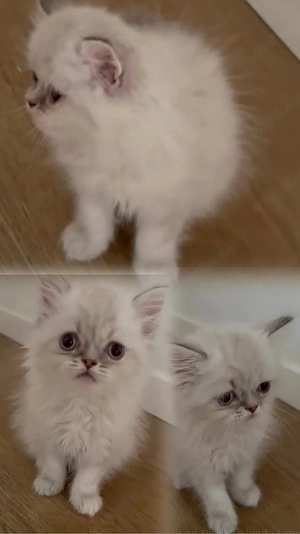 Perser Katze ab sofort abzugeben