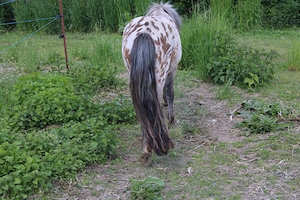  Tigerschecke , Appaloosa, Pony Schecke, Hengst Bild 3