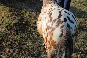  Tigerschecke , Appaloosa, Pony Schecke, Hengst Bild 4