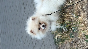 Pomeraner Kleinspitz 