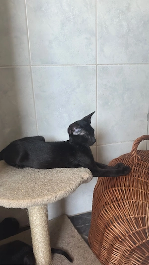 Okh & Kanadische Sphynx kitten Orientalische kurzhaar Bild 3