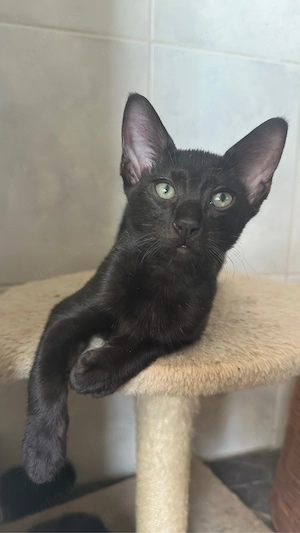 Okh & Kanadische Sphynx kitten Orientalische kurzhaar