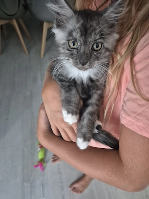 Maine Coon Mix