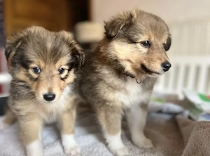 Wunderschöner Sheltie-Rüde sucht ein neues Zuhause.