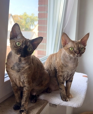 Zwei wunderschöne Devon Rex Katzen suchen ein liebevolles Zuhause    Bild 3