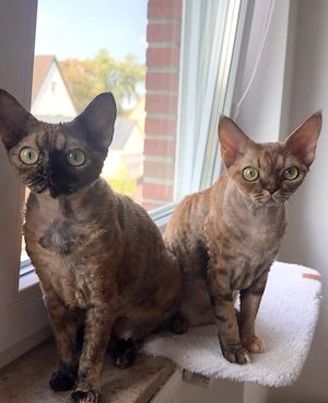 Zwei wunderschöne Devon Rex Katzen suchen ein liebevolles Zuhause    Bild 5