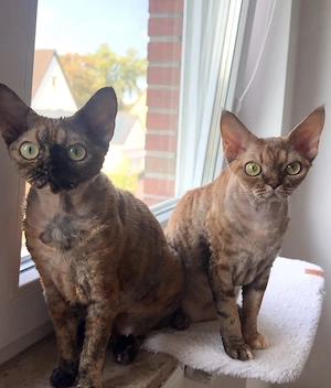 Zwei wunderschöne Devon Rex Katzen suchen ein liebevolles Zuhause    Bild 4
