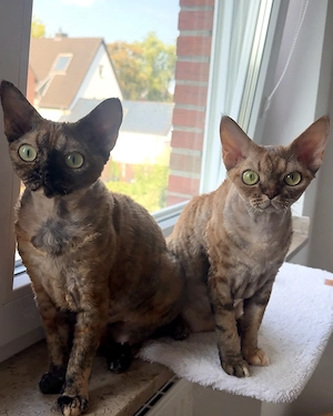 Zwei wunderschöne Devon Rex Katzen suchen ein liebevolles Zuhause    Bild 2