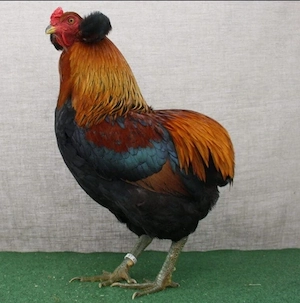 Araucana Goldhalsig