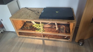 Kornnatter 0.1. mit OSB-Terrarium (120x50x50)