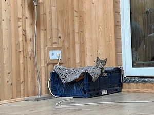 1 EKH-Kitten (Kater) sucht ein Zuhause